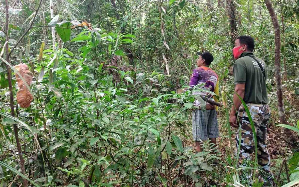 BKSDA Observasi Kemunculan Orangutan di Sekitar Balai Desa Bagendang Permai