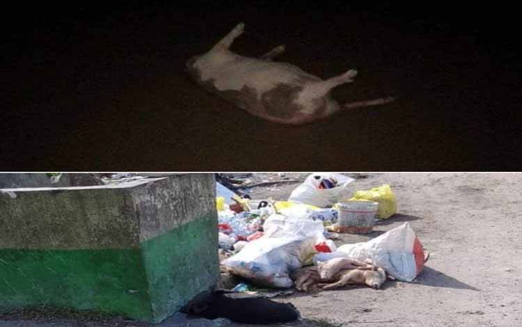 Viral, Babi Mati Terserang Virus Dibuang di Bak Sampah Hingga ke Sungai