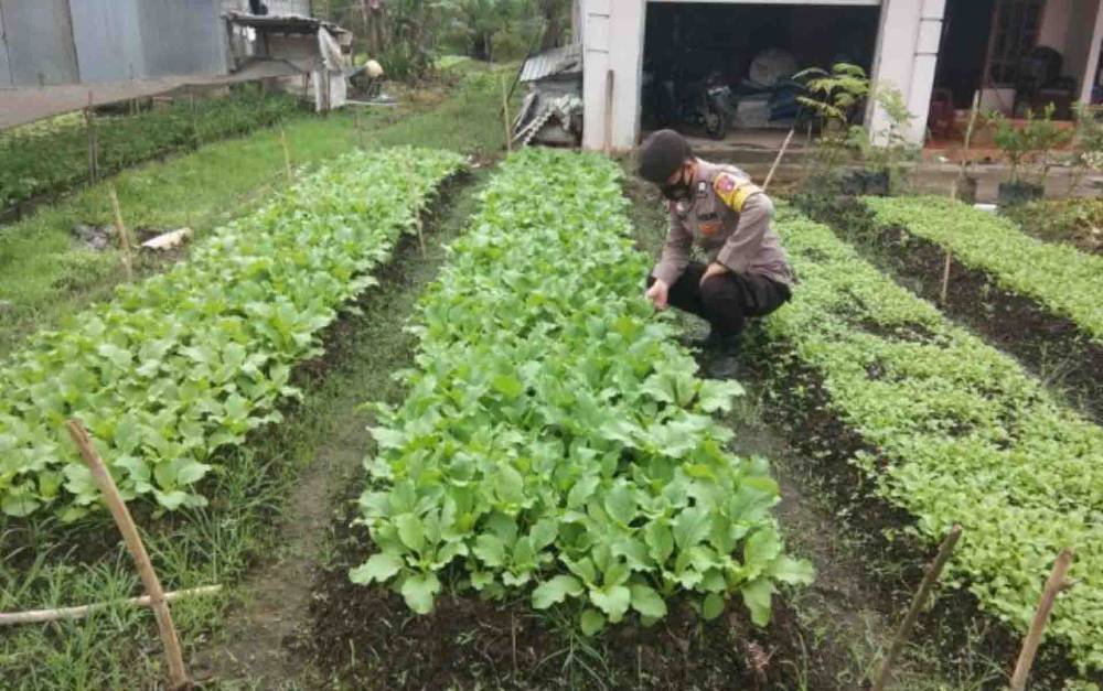 Motivasi Petani, Personel Polsek Basarang Sambangi Kebun Warga