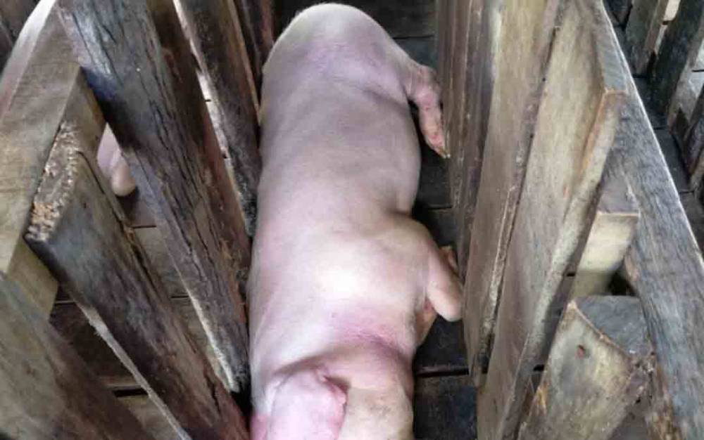 Kondisi babi terserang virus ASF di Palangka Raya