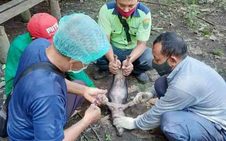 Begini Gejala Klinis dan Cara Penanganan Penyakit Demam Babi Afrika