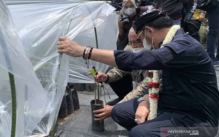 Mentan Siapkan Satu Juta Bibit Unggul Jeruk untuk Tingkatkan Produksi