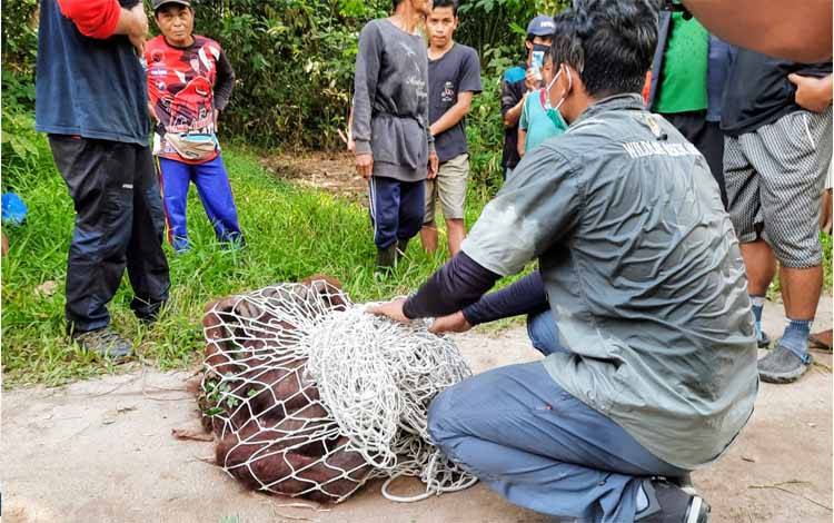Orangutan Kembali Muncul di Kebun Nanas Warga Lingkar Kota Selatan Sampit