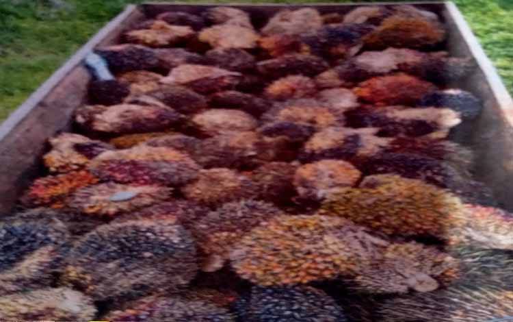 Pak Haji Mengaku yang Melarang Warga Panen Sawit di Lahan Gapoktan