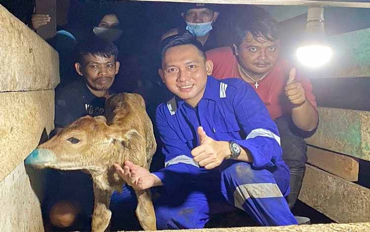 Dokter Hewan Berhasil Operasi Caesar Sapi Melahirkan