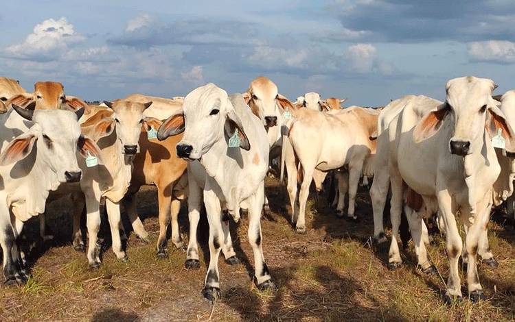 Sukamara Ranch Berdayakan Masyarakat dalam Pengadaan Pakan Sapi