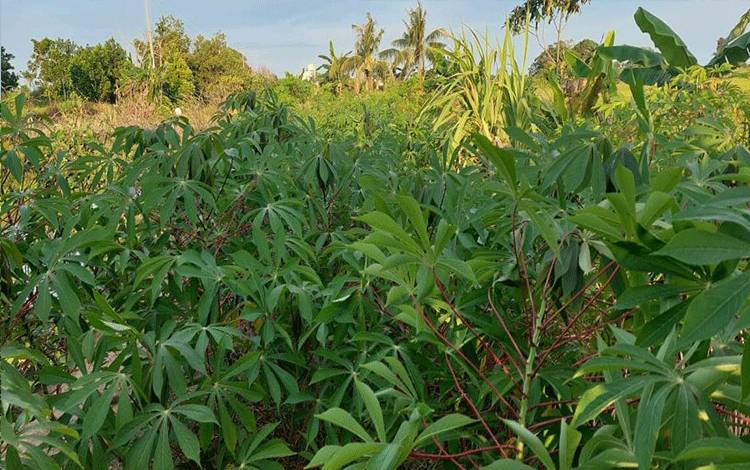 Program Pemberdayaan Masyarakat Penyediaan Pakan Sapi Sukamara Ranch Disambut Baik