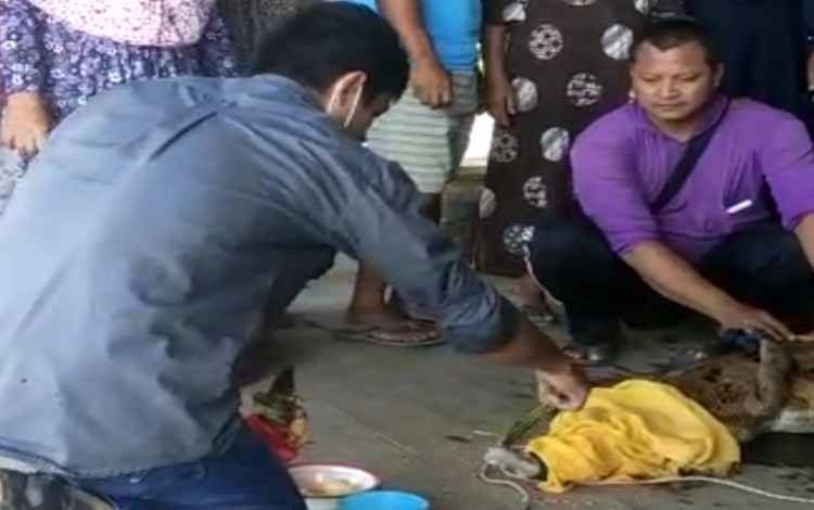 Buaya Kuning yang Ditangkap Warga Desa Luwuk Kiri Akhirnya Dilepas