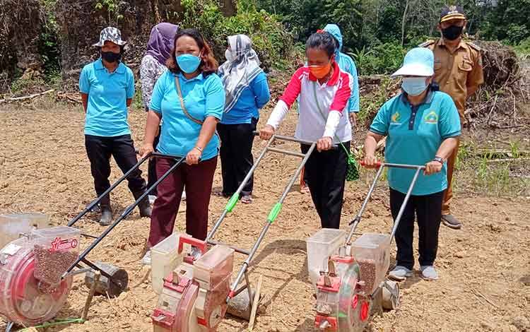 Petani di Raren Batuah Bisa Hasilkan Rp 37,5 Juta dari Setiap Hektare Jagung Pakan