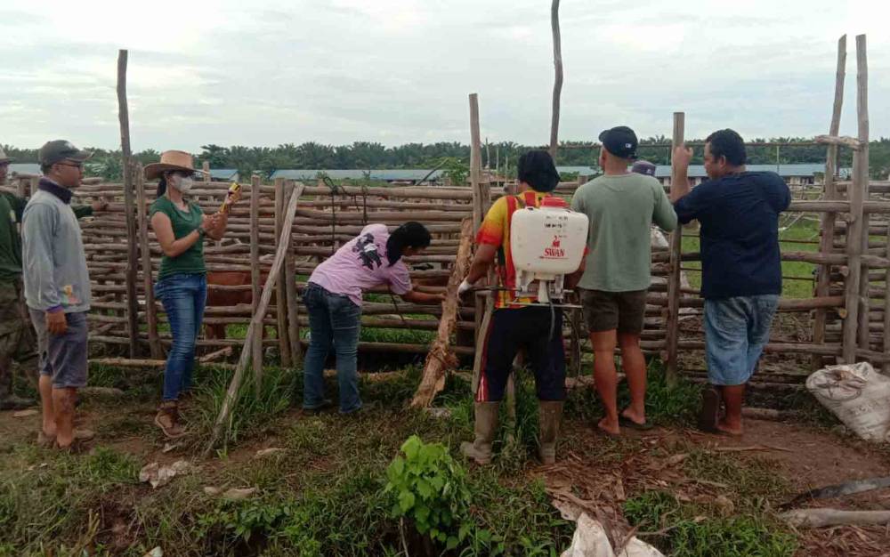 Tindaklanjut Laporan Warga Ternak Sapi Sakit, ini yang Dilakukan Distan Kapuas