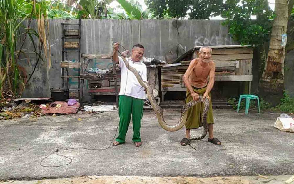 Ular 3,5 Meter Pemangsa Ternak Takluk dengan Pukulan Pria ini