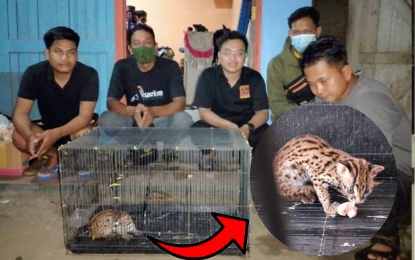 Nyasar ke Bengkel Warga di Kota Besi, Kucing Kuwuk Diserahkan ke BKSDA