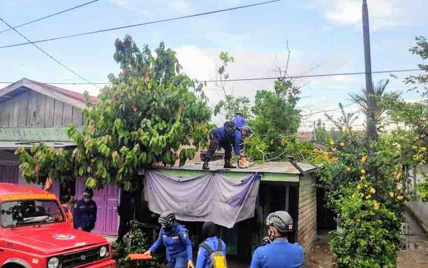 Angin Kencang, Pohon Karet Tumbang Timpa Rumah Warga Baamang