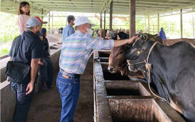 Potensi Lahan di Barito Utara Mendukung Untuk Pengembangan Peternakan