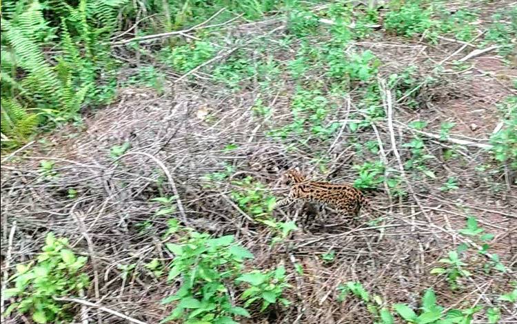 BKSDA Lepas Liarkan Kucing Hutan ke Habitat Aslinya