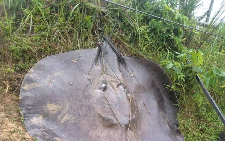 Ikan Pari Air Tawar Berat 250 Kg Terjual Rp1,5 Juta