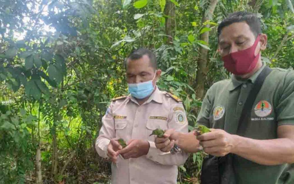 BKSDA dan Balai Karantina Sampit Sita 32 Ekor Cucak Hijau