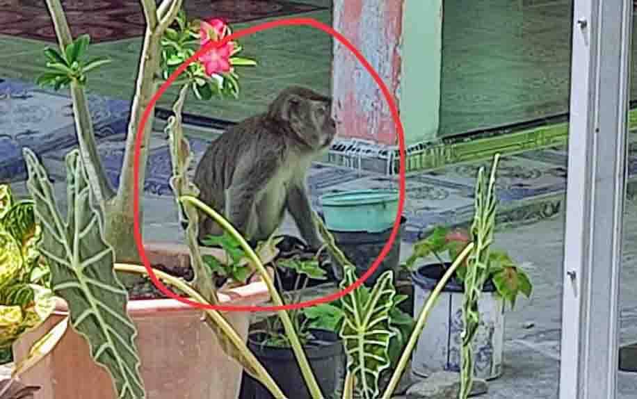Tergoda Peliharaan Warga, Monyet Liar Berkeliaran di Permukiman
