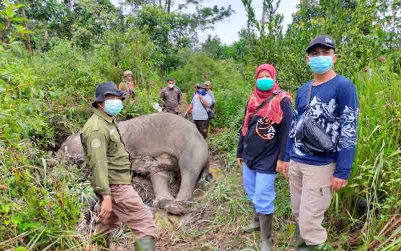 KLHK Temukan Gajah Sumatera yang Mati Akibat Malnutrisi
