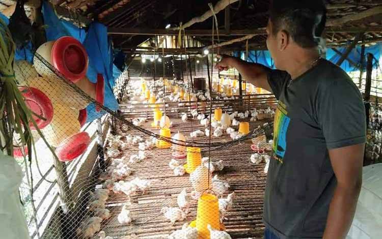 Ular Piton Serang Peternakan Ayam di Desa Pasir Putih