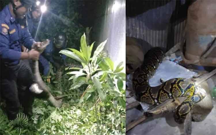 Warga Sampit Pergoki Ular 4,5 Meter Mangsa Seekor Kucing di Dapur