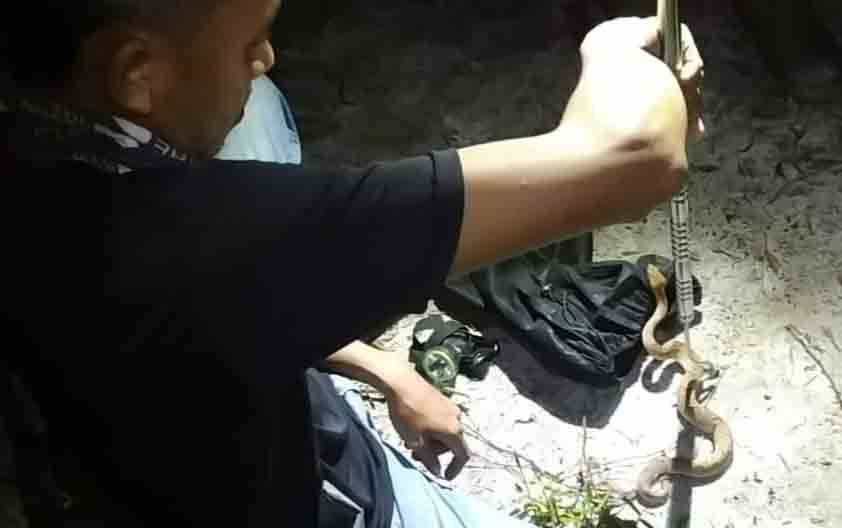 Warga Pesisir Pantai Bogam Resah, Ular Jenis Viper Kerap Muncul di Permukiman