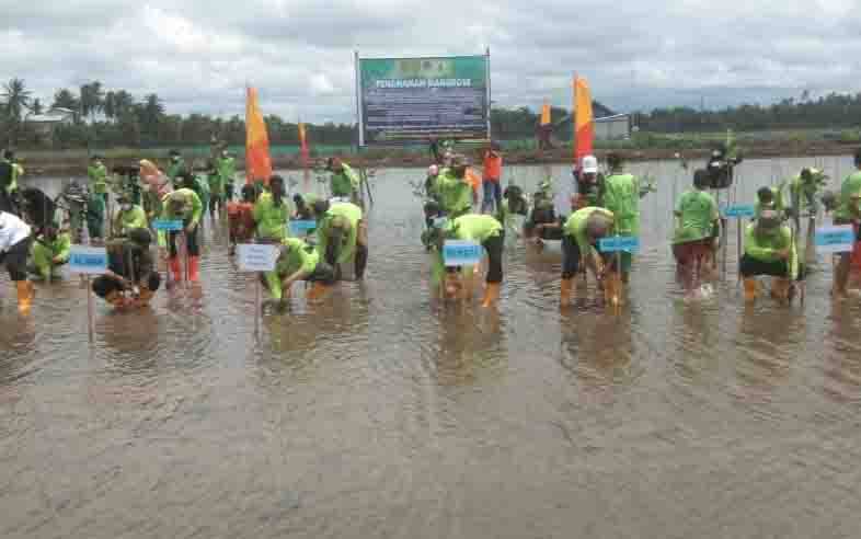 Potensi Luasan Mangrove Kritis Capai 1.400 Hektare di Sukamara