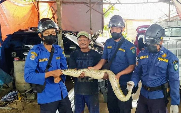 Petugas Disdamkarmat Kotim berhasil mengamankan ular sanca dipong di sebuah bengkel di Jalan MT Haryono, Sampit, Kotawaringin Timur.?