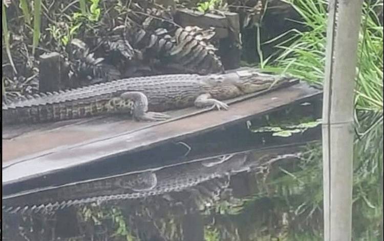 Gawat! Laporan Kemunculan Buaya Makin Sering Terjadi di Kotim