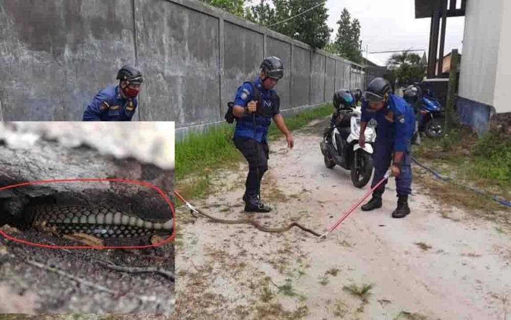Warga Baamang Barat Ini Kaget Ada King Kobra Kuning Keemasan di Belakang Rumah