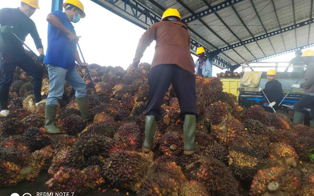 Maraknya Kampanye Hitam Terhadap Sawit, BPDPKS Ajak Jurnalis Lihat Langsung Pengelolaan Kelapa Sawit
