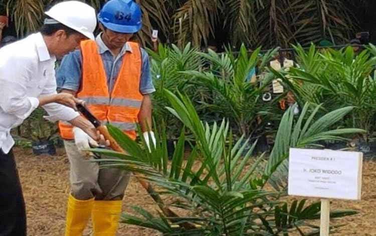 Presiden Jokowi Diusulkan Masuk Kandidat 110 Tokoh Sawit Indonesia