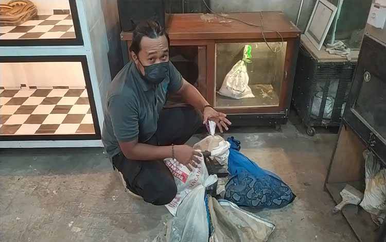 2 Hari Sampit Direndam Banjir, Ada 8 Ekor Ular Diamankan, 3 di Antaranya Mematikan