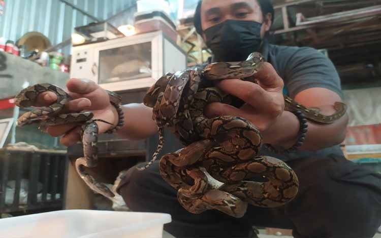 Sebulan Terakhir Populasi Ular di Sampit dan Sekitarnya Meningkat