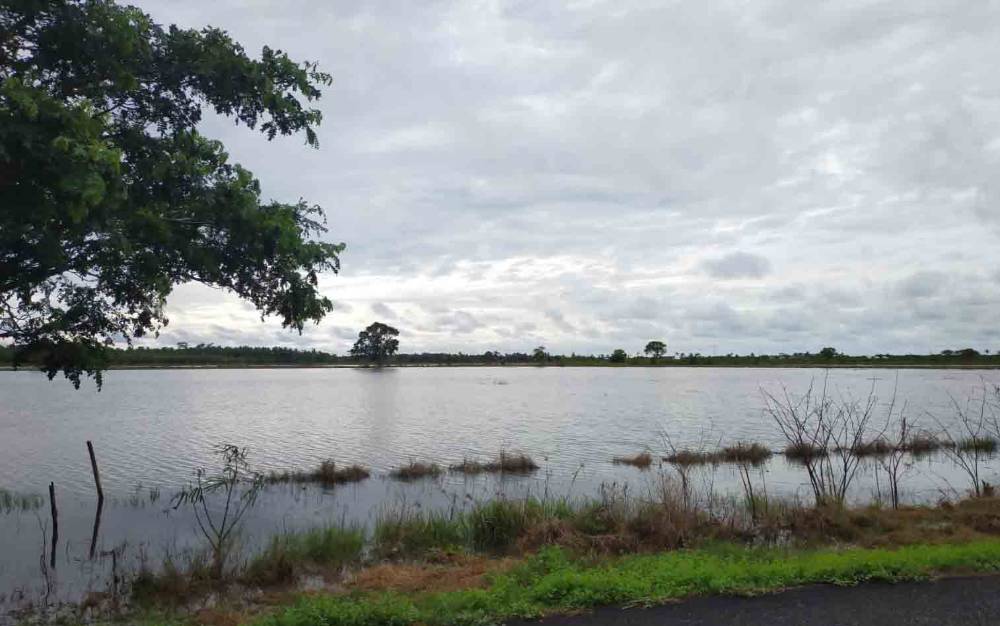 Lahan Persawahan di Seruyan Terendam Banjir