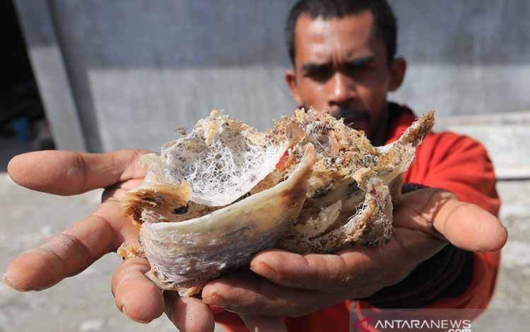 Indonesia Pasok Hampir 70 Persen Kebutuhan Sarang Walet China