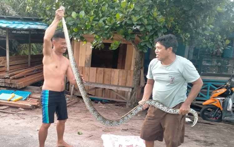 Warga Petuk Katimpun Tangkap Ular di Lokasi Banjir