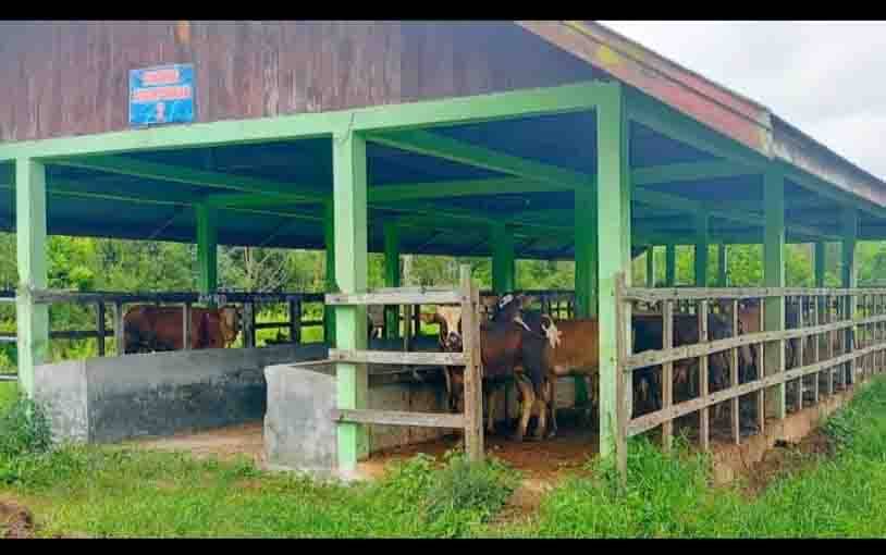 Kebanjiran, Puluhan Sapi Ternak di Kelurahan Kalampangan Diungsikan