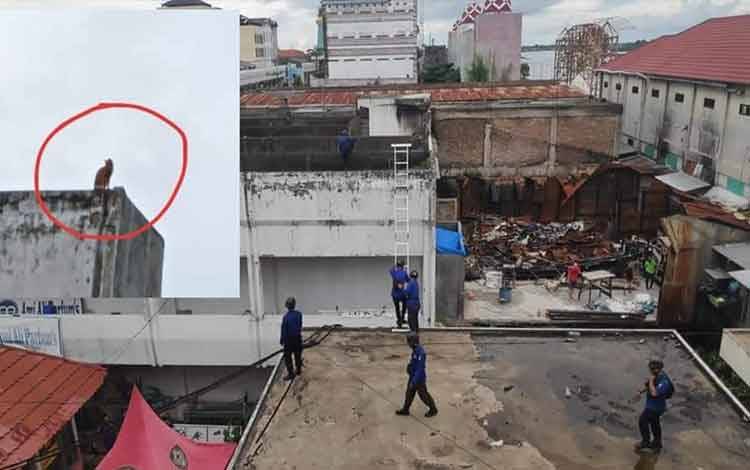 Terima Informasi Kucing di Lantai Atas Gedung,?Petugas Disdamkarmat Kotim Langsung Bergerak