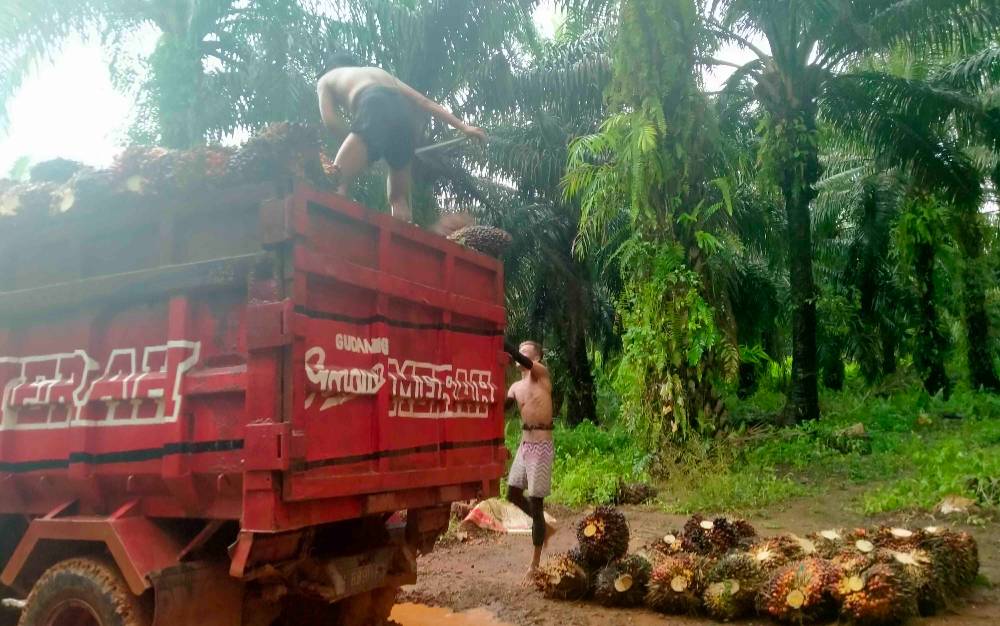 Langgar Kesepakatan, Perusahaan Lakukan Pemanenan