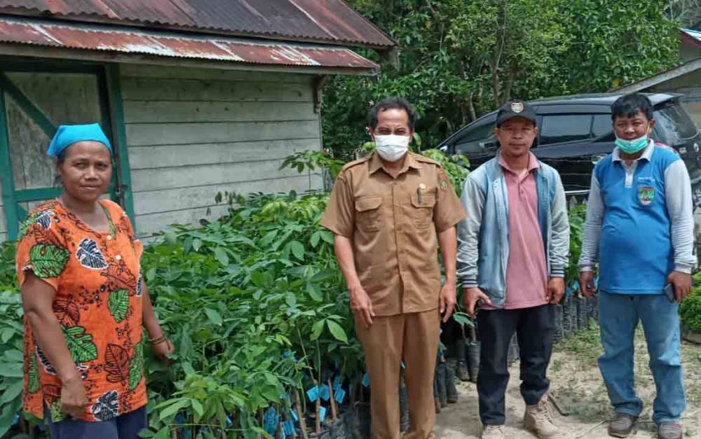 Kepala Dinas Pertanian Barito Timur Harap Petani Kembangkan Bantuan Bibit Karet dengan Baik