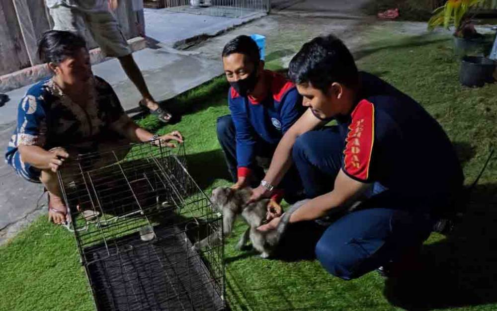 Lepas dan Mengamuk, Monyet Ekor Panjang Disergap Menggunakan Selimut Oleh Damkar Kobar