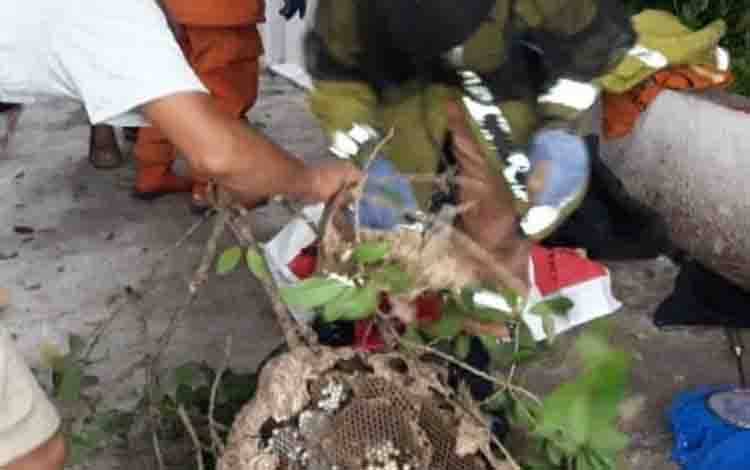 Pengunjung dan Karyawan Alfamart Diserang Tawon Vespa