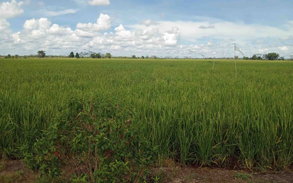Kawasan food estate di Desa Pandih Batu, Pulang Pisau.
