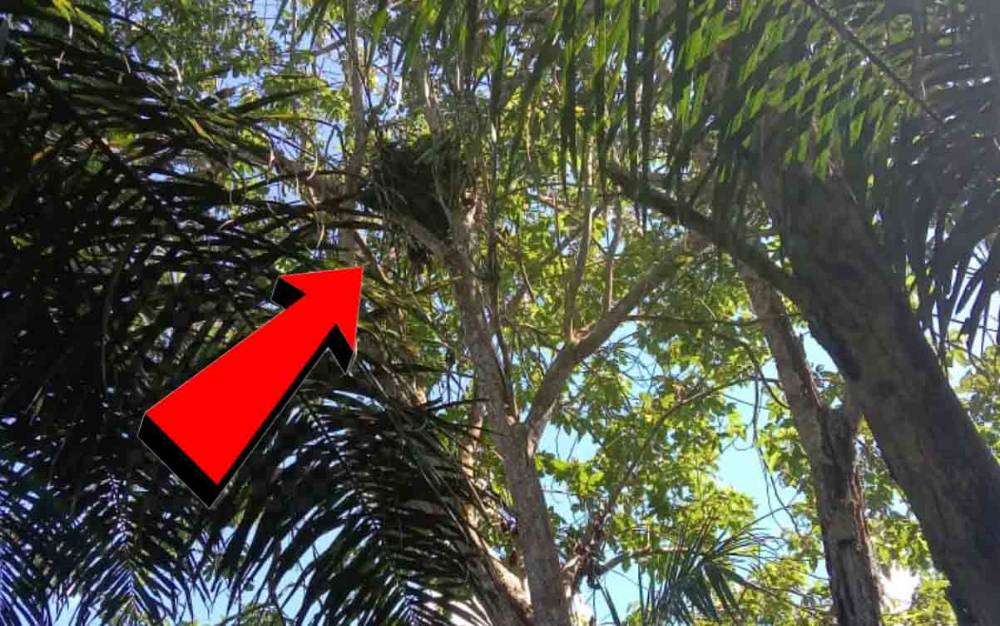 Beruang Bikin Sarang di Belakang Rumah dan Warga Karang Tunggal Was-Was