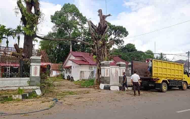Membahayakan, Beberapa Pohon di Seberang Kantor Bupati Barito Timur Ditebang