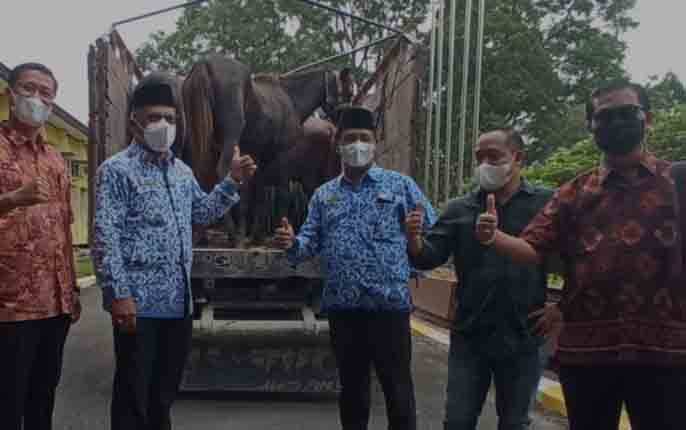 Pemkab Kobar dapat Bantuan 4 Ekor Kuda PT Astra Group