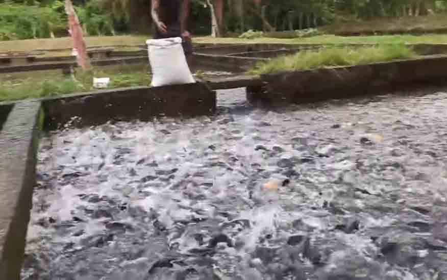 Salah satu contoh budidaya ikan milik masyarakat