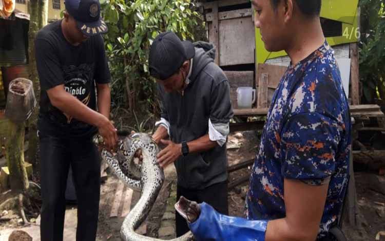 Ular Piton 4 Meter Mangsa Ayam Milik Warga Palangka Raya