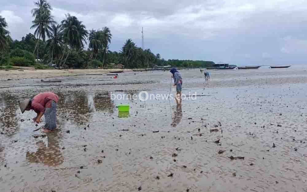 Melihat Warga Pesisir Teluk Bogam Berburu Kerang Bambu dengan Batas Waktu 2 Jam dari Alam